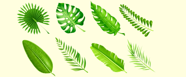 Download Plant Leaves Vectors