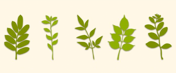 Free Branches with Leaves Vectors