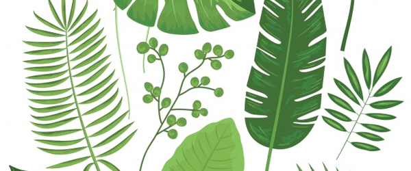 Plant Leaves and Branches Vectors