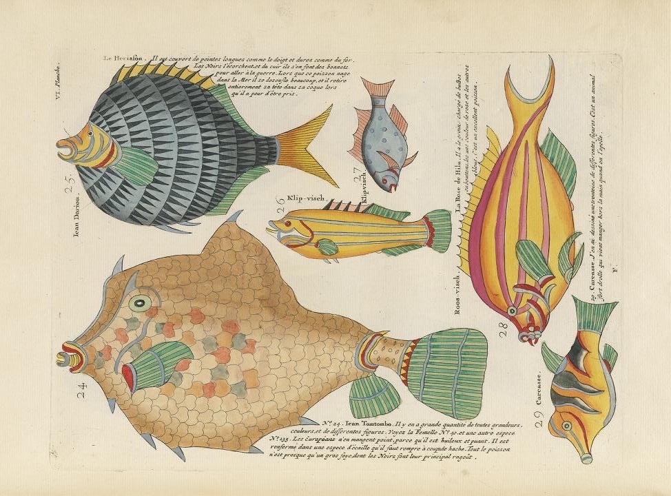 Illustrated fish