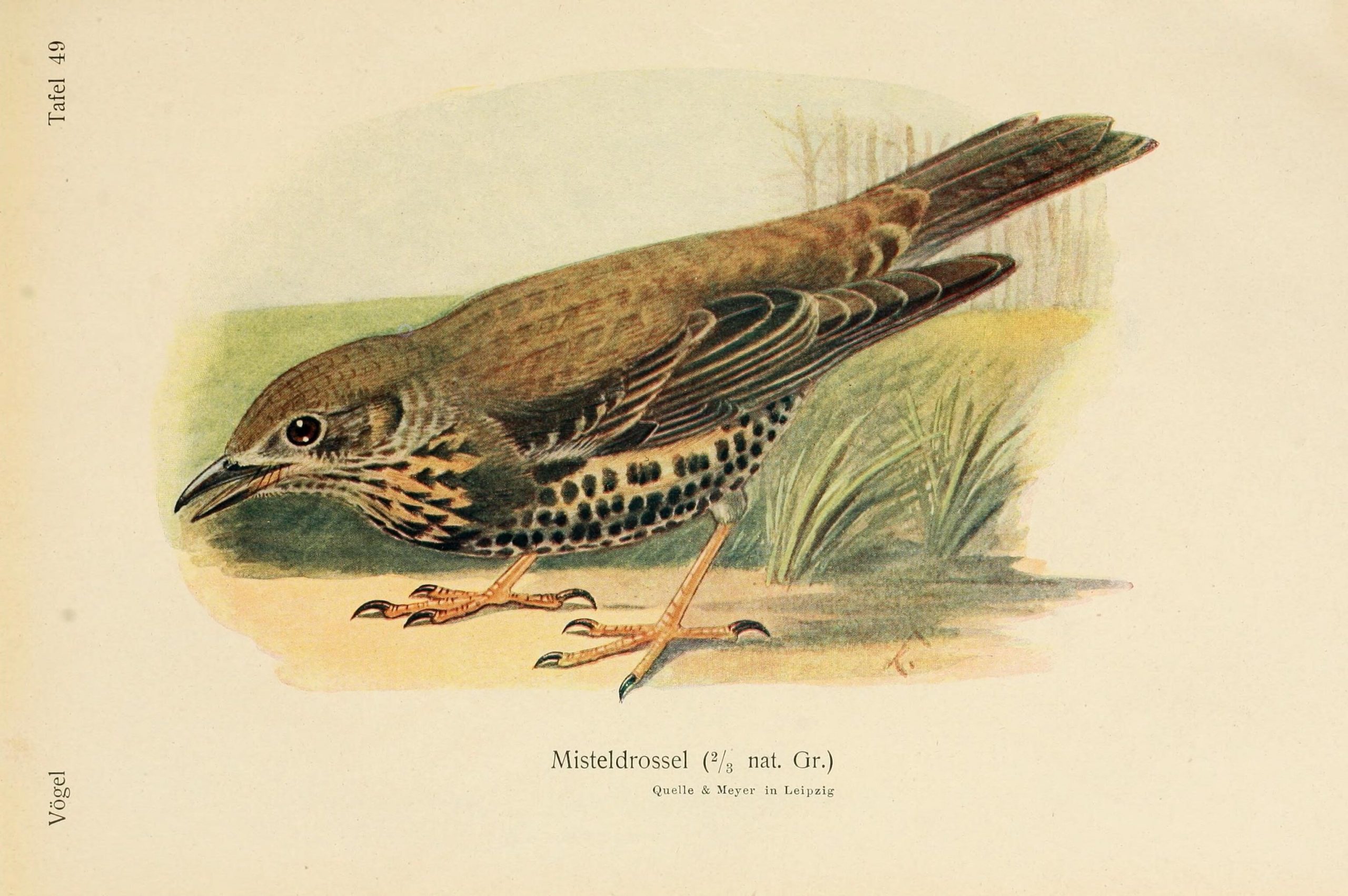 Illustrated bird