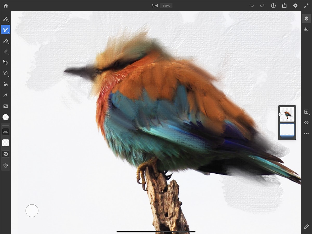 Bird with Adobe Fresco