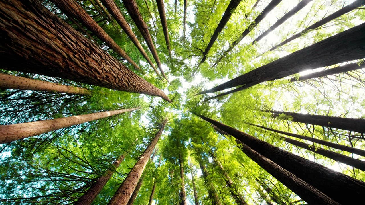 Breathing thanks to the trees, true or false?